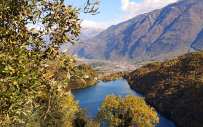 L’olio d’oliva del lago Moro insaporisce il Gambero Rosso: due prodotti nella guida “Olii d’Italia”