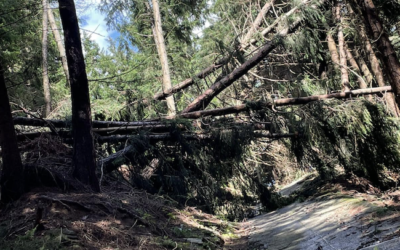 Alberi sulle strade di montagna: i danni del temporale di venerdì a Pescarzo di Capo di Ponte