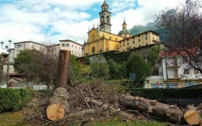 Pericolo cedimenti: tagliato il grande pino strobo vicino al parco giochi di Edolo