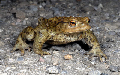 Un’altra annata positiva per la salvaguardia dei rospi Bufo Bufo del Sebino